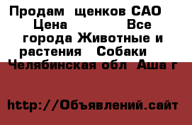 Продам ,щенков САО. › Цена ­ 30 000 - Все города Животные и растения » Собаки   . Челябинская обл.,Аша г.